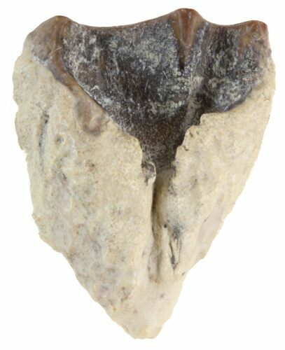 Triceratops Shed Tooth - Montana #41239